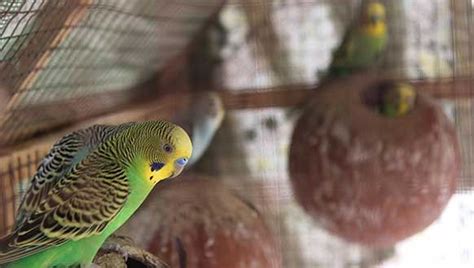 Parakeets Breeding Tips | Parakeets as Pets Pros and Cons | Parakeet ...