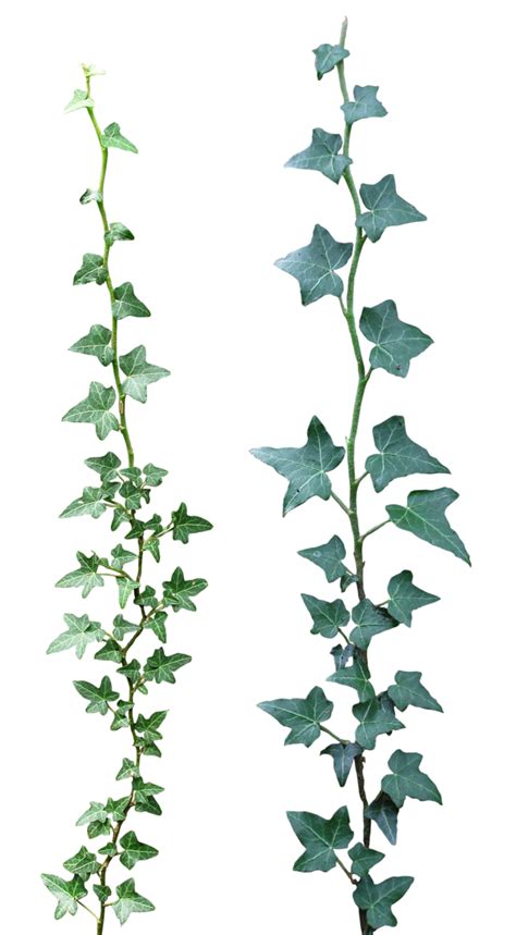 Hedera Alchetron The Free Social Encyclopedia