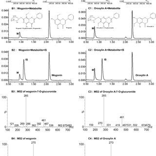 Structure Of Wogonin And Oroxylin A Uplc And Lc Ms Ms Analysis Of Two