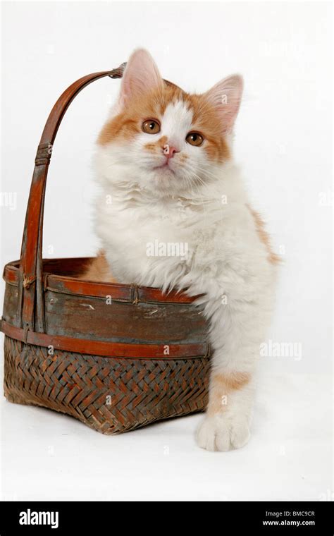 Sibirische Katze im Körbchen Siberian Kitten in Basket Stock Photo