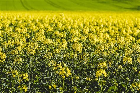 Rapeseed Field Oilseed Rape Free Photo On Pixabay