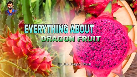 A To Z About Dragon Fruit Farming Everything To Know About Dragon