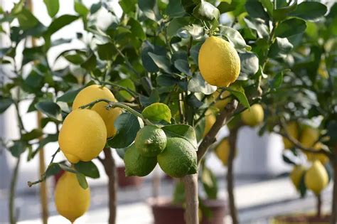 Cómo crecer un árbol de limón desde la semilla