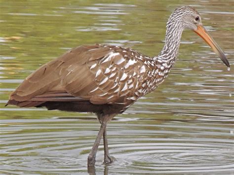 Bird - Limpkin Info - Photo 3