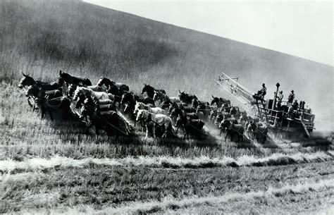 33 Horse Mule Team Harvester C 1900 Photograph By Daniel Hagerman