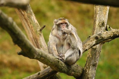 Premium Photo | Macaque monkey in the nature looking habitat family ...