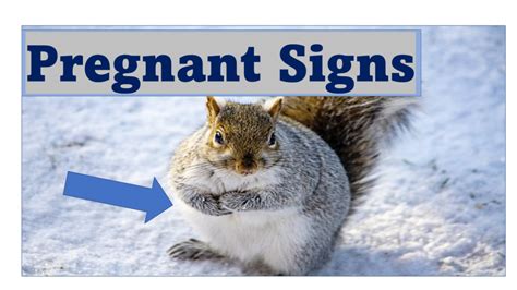 What Does a Pregnant Squirrel Look Like? 3 Pregnancy Signs plus Birth Video – What Squirrels Do