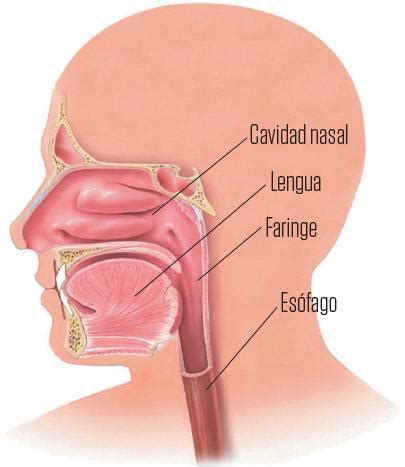 Sistema Digestivo Así Somos El cuerpo humano Everand