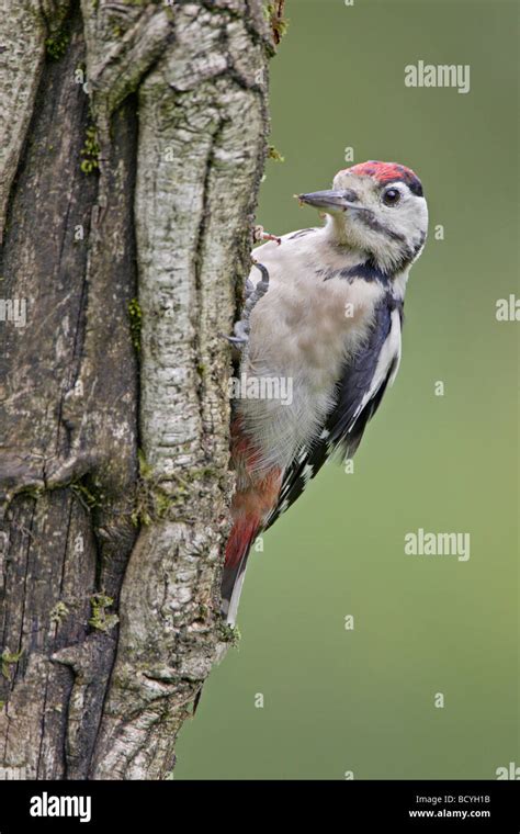 Juvenile Great Spotted Woodpecker Stock Photo Alamy