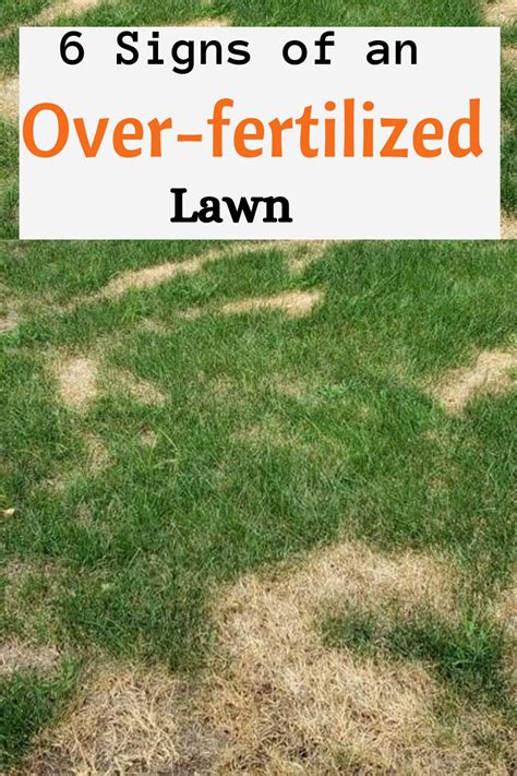 Signs Of An Over Fertilized Lawn Artofit