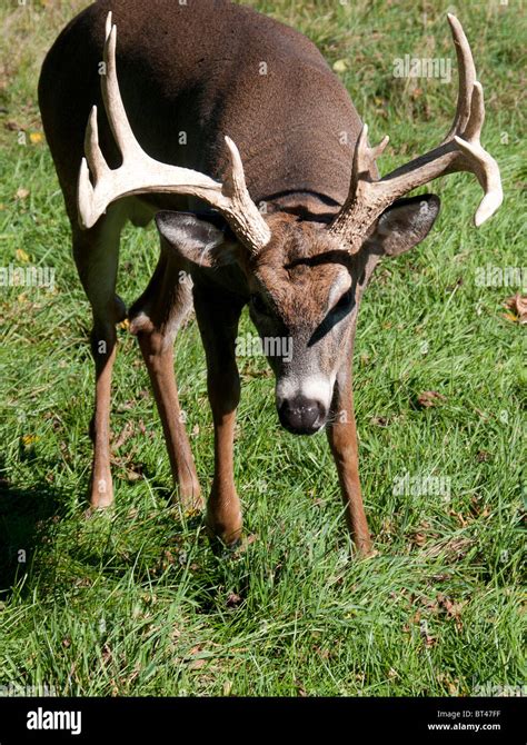 Hunting Stags Hi Res Stock Photography And Images Alamy