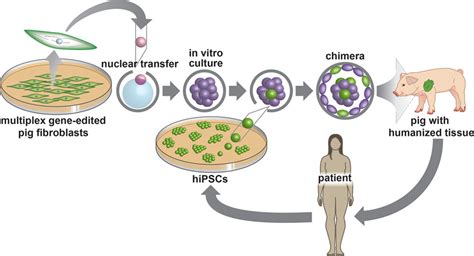 Chimera Genetics Natural Chimerism