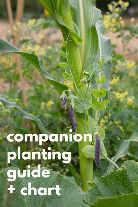 Companion Planting Chart + Guide · Nourish and Nestle