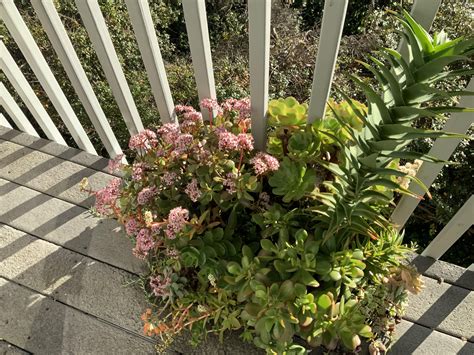 My neighbors jade plant is flowering now! : r/houseplants