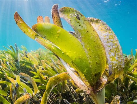 Recognising The Importance Of Our Seagrass Meadows Ima