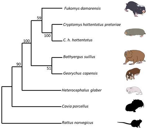 Janetta Fauna