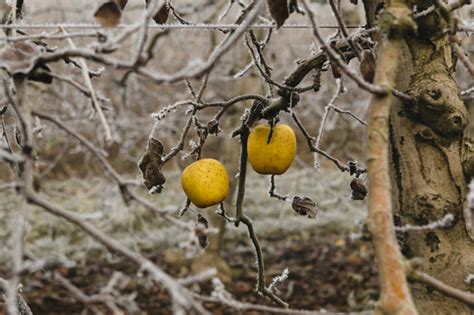 Lavori E Trattamenti Sugli Alberi Da Frutto In Inverno