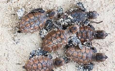 Hawksbill Sea Turtle