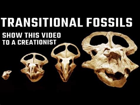 The Many Examples Of Transitional Fossils Evidence Of Evolution Youtube