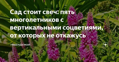 Сад стоит свеч: пять многолетников с вертикальными соцветиями, от ...