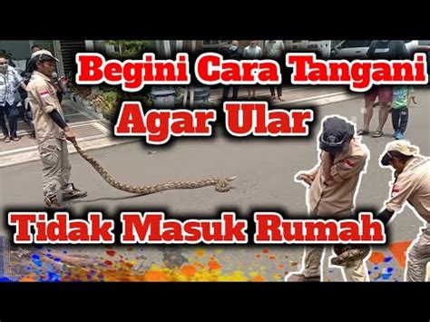 Begini Cara Tangani Agar Ular Tidak Masuk Rumah YouTube