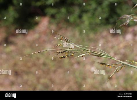 Common Thatching Grass Hi Res Stock Photography And Images Alamy