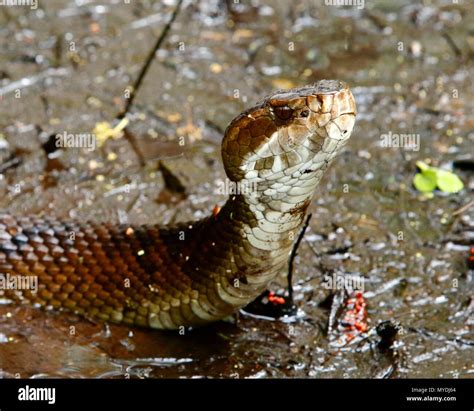 A Florida Cottonmouth Water Moccasin Agkistrodon Piscivorus In Its