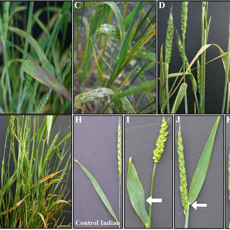 Phenotypes Of M Mutants For Leaf Color And Morphology B G And Flag