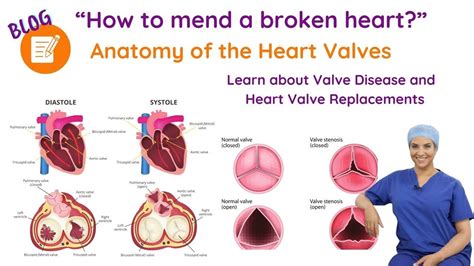 Heart Anatomy Valves