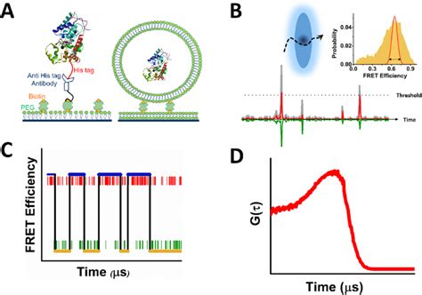 Probing Proteins With Single Molecule Fluorescence Methodology A Download Scientific Diagram