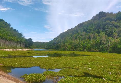 Negara Akui Keberadaan Hutan Adat Di Aceh