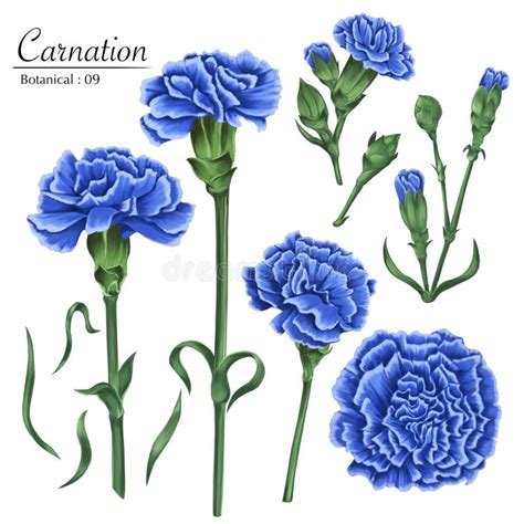 Set Of Botanical Illustrations Blue Carnation Stock Illustration