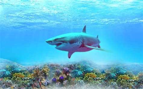 Majestic Shark A Stunning Hd Wallpaper