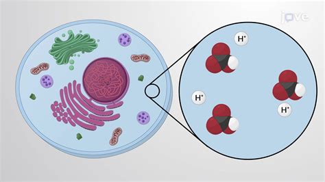 Ph Regulation In Cells Concept Cell Biology Jove