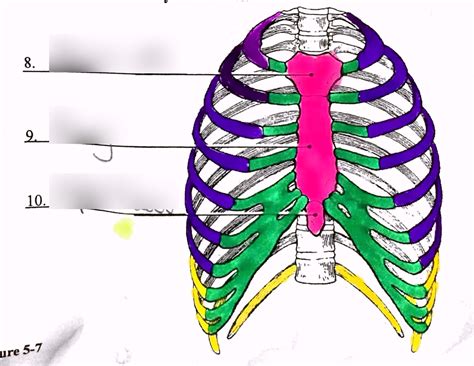 Axial Skeleton Ribs Diagram Quizlet