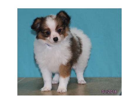 Papillon Dog Male Brown White 2024635 Petland Carriage Place