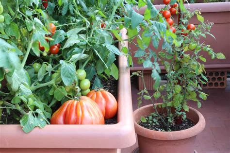 How To Grow Vegetables In Containers