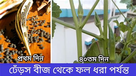 ঢেঁড়স চাষের সহজ পদ্ধতিবীজ থেকে ঢেঁড়স ধরা পর্যন্তঢেঁড়স গাছের যত্ন ও