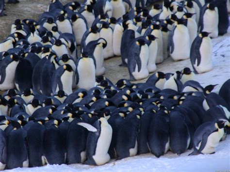 Emperor Penguins Huddling