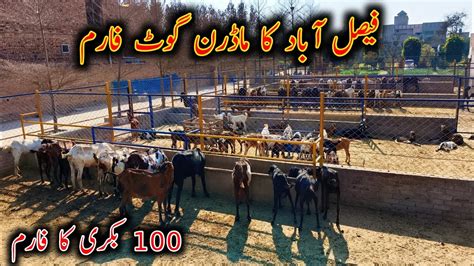 OutClass Modern Goat Farming Setup In Faislabad Modern Goat Farming