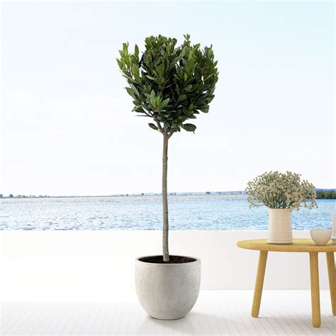 Laurus Op Stam 150 Cm Green Bubble