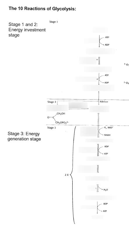 Glycolysis Pathway Diagram | Quizlet