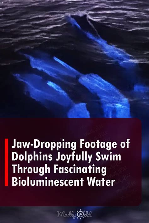 Jaw dropping footage of dolphins joyfully swim through fascinating bioluminescent water – Artofit