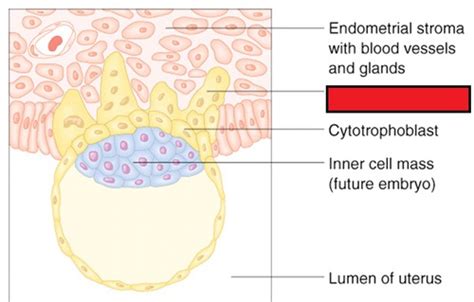 Embryology Weeks Development Flashcards Quizlet