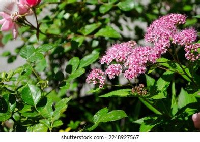 Spiraea Japonica Japanese Meadowsweet Japanese Spirea Stock Photo