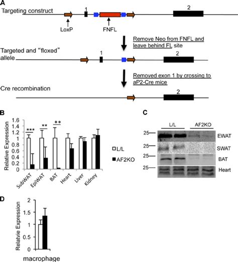 Gene Targeting Strategy And Adipose Specific Deletion Of Fit A