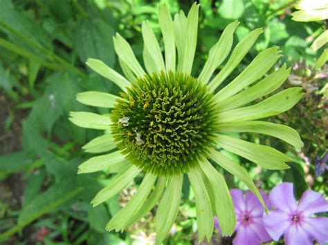 Equinácea Green Jewel Echinacea purpurea Green Jewel como plantar