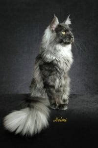 Black Smoke Maine Coon Cat Michael Broad