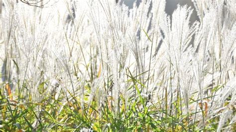 Best Ornamental Grasses For Wet Soil A Homeowners Guide To An Eye