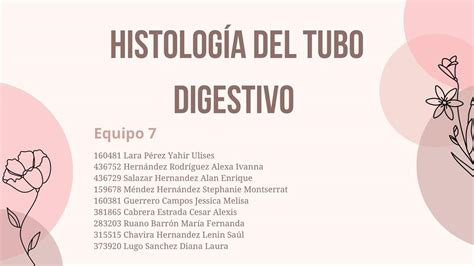 Histología del tubo digestivo Hami notes uDocz